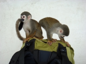 The monkeys LOVED Rachels backpack!