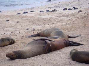 a SMALL number of sea lions on the beach