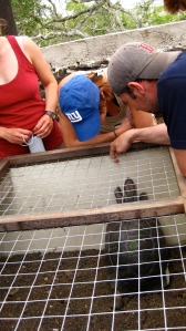 A trip to the islands own turtle breeding facility where you'll see turtles from eggs to giants of about 70 years old